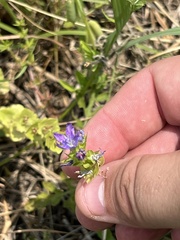 Triodanis