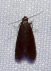 Varneria postremella