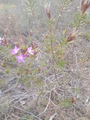 Calytrix