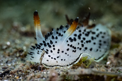 Acanthodoris rhodoceras