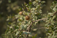 Amphibolips quercuspomiformis