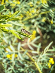 Melangyna viridiceps