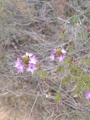 Calytrix