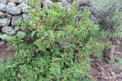 Phytolacca octandra