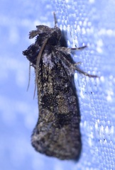Acrolophinae