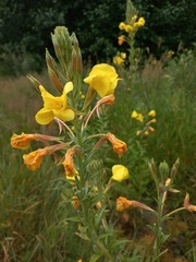 Oenothera × fallax