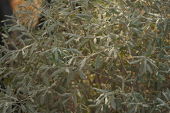 Rhamnaceae