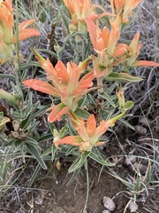 Castilleja integra