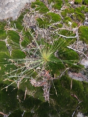 Bulbostylis capillaris