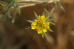 Centromadia fitchii