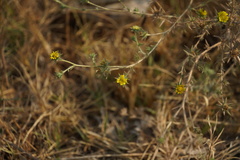Centromadia fitchii