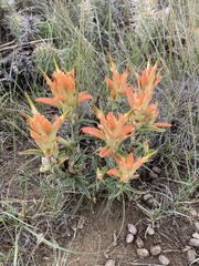 Castilleja integra