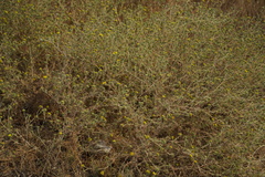 Centromadia fitchii