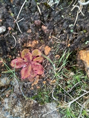Drosera collina