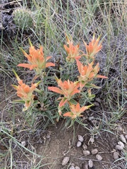 Castilleja integra