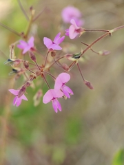 Desmodium ciliare