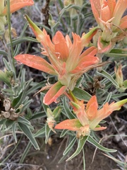 Castilleja integra