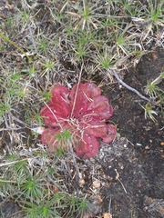 Drosera collina