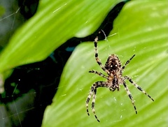 Araneus saevus