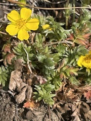Potentilla breweri