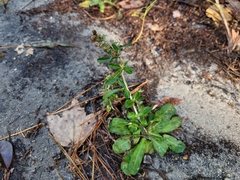 Gamochaeta americana