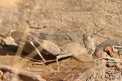 Oedipoda germanica