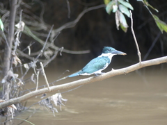 Chloroceryle amazona