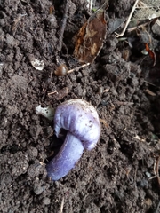 Cortinarius austrovaginatus