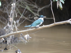 Chloroceryle amazona
