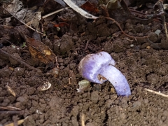 Cortinarius austrovaginatus