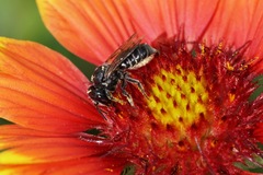 Megachile montivaga