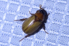 Cyclocephala