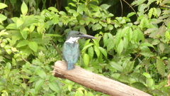 Chloroceryle amazona