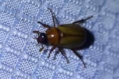 Cyclocephala