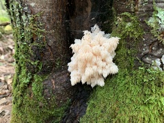 Hericium americanum