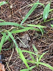 Anaxyrus fowleri