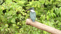 Chloroceryle amazona