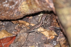 Sphenomorphus celebensis