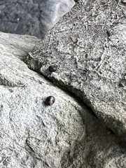 Littorina
