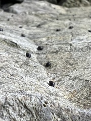 Littorina