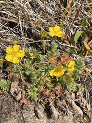 Potentilla breweri