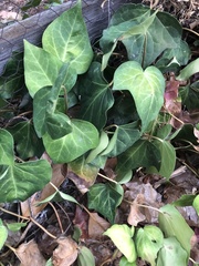 Hedera canariensis