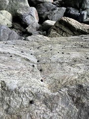 Littorina