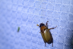 Cyclocephala