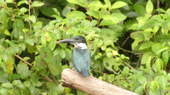 Chloroceryle amazona