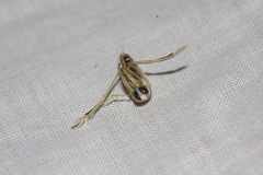 Anisops