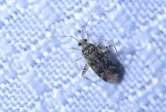 Phytocoris