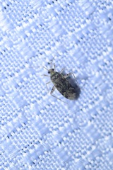Phytocoris