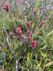 Castilleja peirsonii