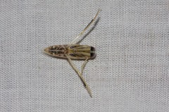 Anisops
